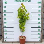 Ambrovník styraxový (Liquidambar styraciflua) ‘GOLDEN SUN’®- výška 80-100 cm, kont. C5L